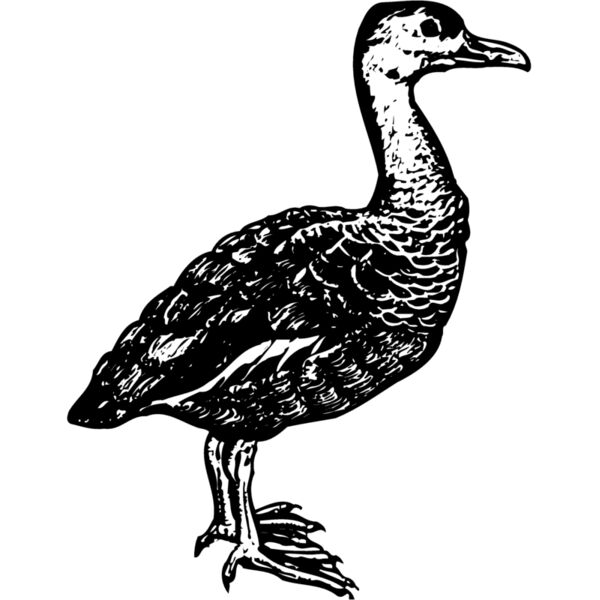 BIRD089 Thumbnail